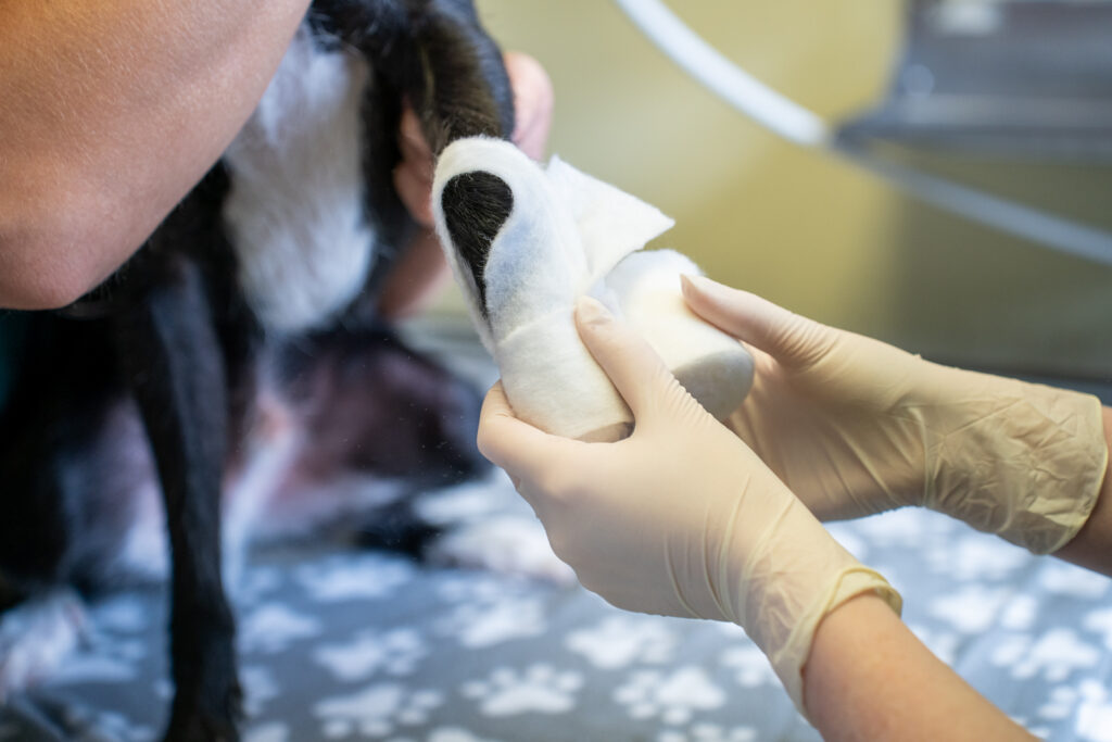 Rutland House Veterinary Hospital (Web) 013