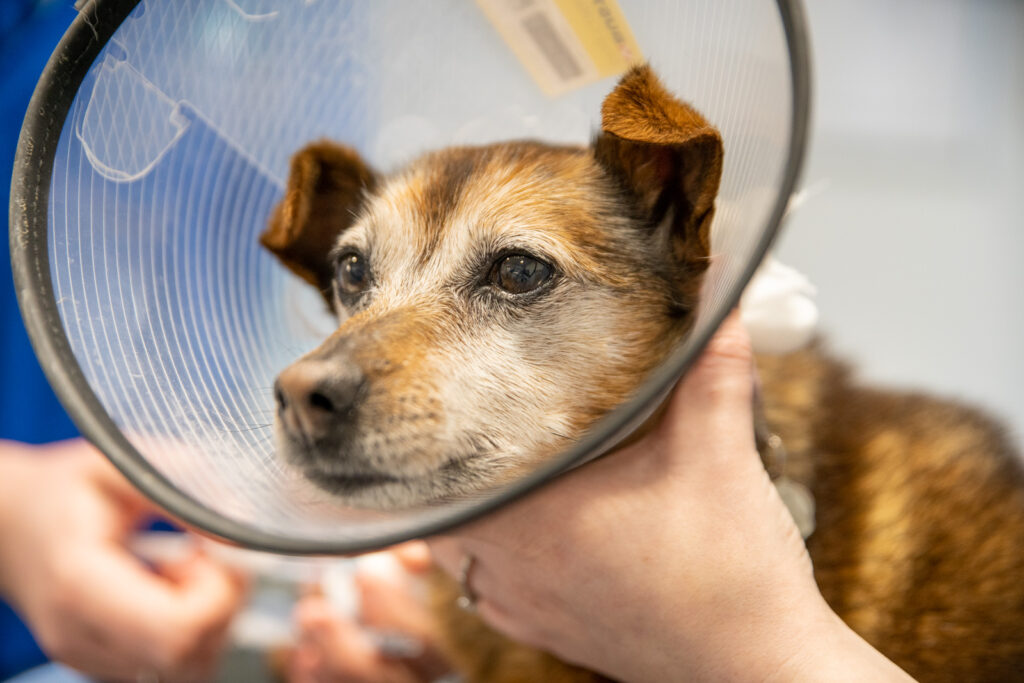 Advanced Pet Care Navan (Web) 076