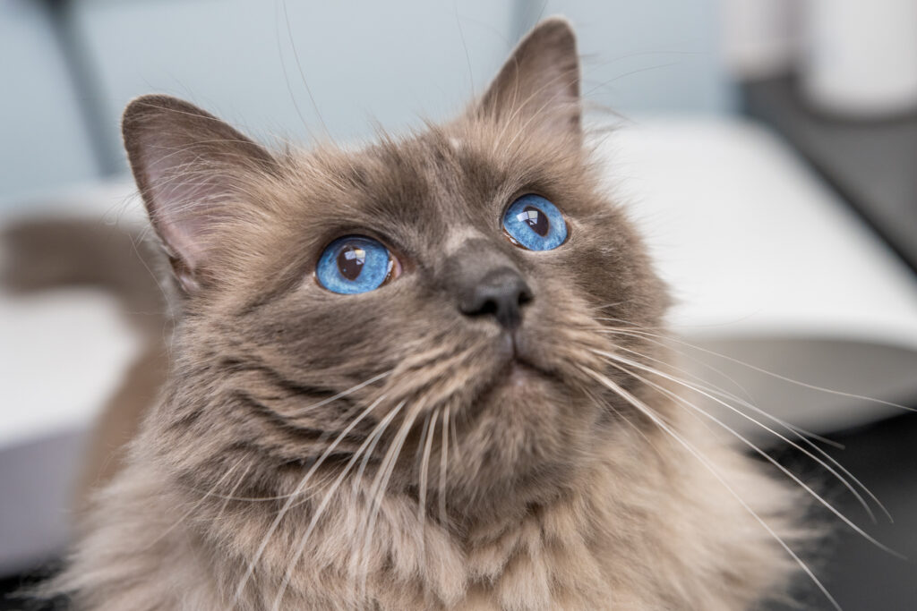 Tay Valley Vets (Web) 090 (1)